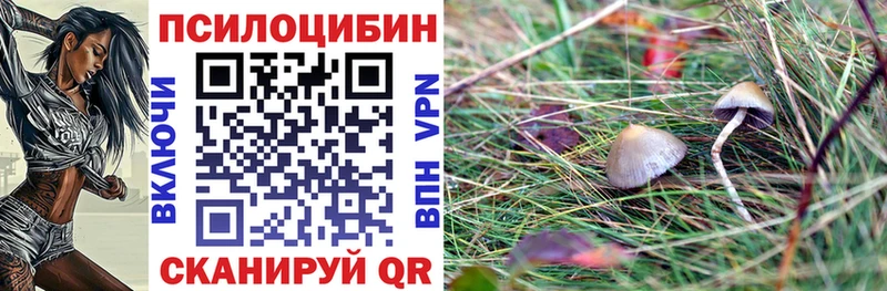 kraken вход  Томилино  Псилоцибиновые грибы Psilocybine cubensis 
